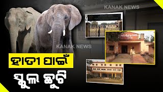 Elephant Terror In Jajpur Area, School Closed For Today By Dist Collector