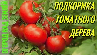 ТОМАТНОЕ ДЕРЕВО-2018/ПОДКОРМКА И ОПРЫСКИВАНИЕ-БИО СРЕДСТВО/Часть-3.