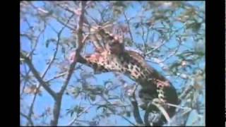 leopard vs lone baboon
