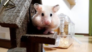 子供ハムスターがデカペレットを詰め込む姿が可愛い！おもしろ可愛いハムスターFunny Children hamsters packing big pellets are cute