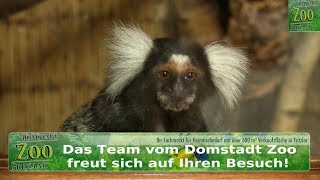 Domstadt Zoo Fritzlar - News