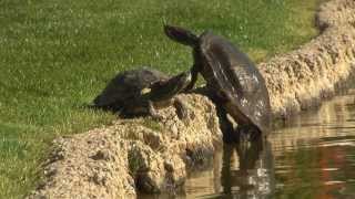 Animal Mating Epic Pond Fail (HD)
