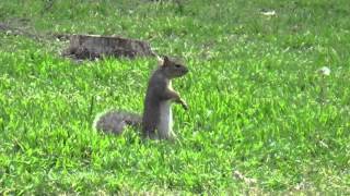 Sony HDR-CX405 Test Footage
