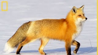 Very Rare Footage Of A Fox Doing Its Mating Call | Very Educational Documentary