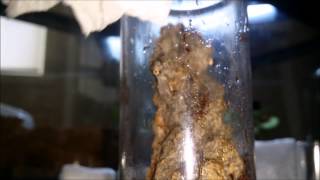 Unpacking H. Pulchripes and P. Rufonigrum