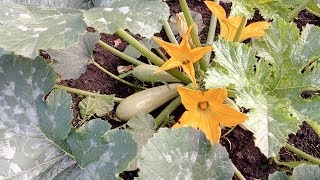 Изобилия Кабачков с Июня до Самых Заморозков !Питание и защита Мой Опыт Выращивания от А до Я !!!