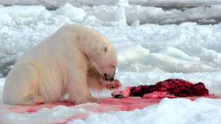 Svalbard 2011