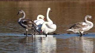 Крик молодого лебедя-шипуна (Cygnus olor). Птицы Беларуси.