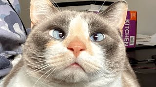 This cat is no Einstein. But she delivers on purrs.