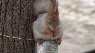 Повесил новые кормушки / I hung up new feeders