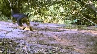 Jaguar Attack Full Documentary Wild Life Nature