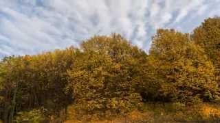 TimeLapse. Осенние деревья