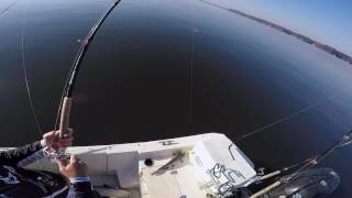 Monster Trophy Blue Catfish!!!