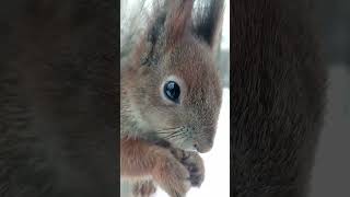 Кушаем орешек / We eat a nut