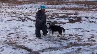 Щенок Хаски. 5 месяцев