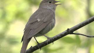 Kyrgyz Songs - Bulbul