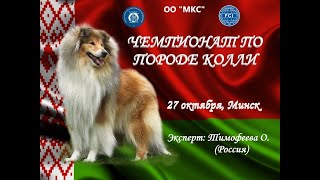 Чемпионат Колли. Суки, выбор лучших.