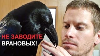 НЕ ЗАВОДИТЕ ВРАНОВЫХ ПТИЦ!!!
