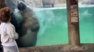 National Dolphin Day - Cincinnati Zoo