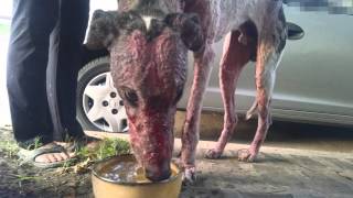 Galgos - Onur - Un descarte galguero