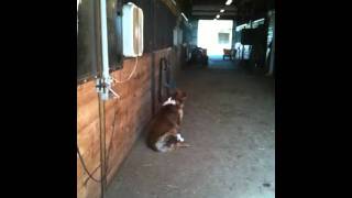 Bubba singing to George Strait