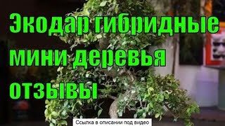 Экодар Мини Деревья Отзывы Клиентов