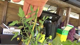 Homestead Life 3 Days Of Desert Heat And A Surprise Coming