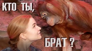 Мой рыжий брат - орангутан.