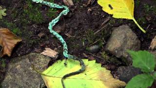 Mandy Greer Reel
