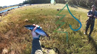Ловля кумжи. Часть 2. Тайга у Белого моря 2. Рыбалка в Карелии.