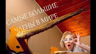 Животные с САМЫМИ большими членами