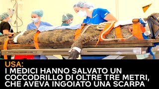 USA: i medici hanno salvato un coccodrillo di oltre tre metri, che aveva ingoiato una scarpa