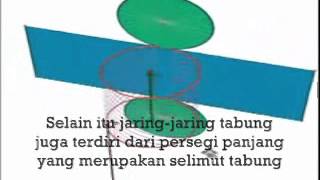 video jaring jaring tabung
