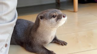 毛布の中でイチャイチャしている時にインターホンが鳴った時のカワウソの反応 Otter's reaction when the intercom rings during lovemaking