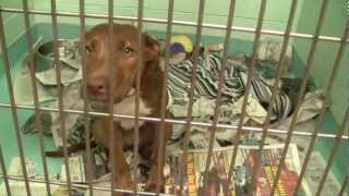 The Halifax Humane Society