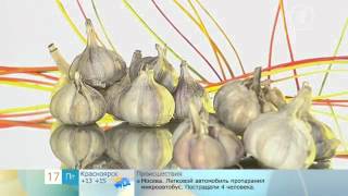 Как выбрать чеснок