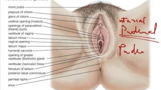 08 Anatomy  external genetalia and vagina