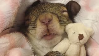 Squirrel rescued from hurricane now sleeps with her teddy bear (Squirrel loves to dress up)