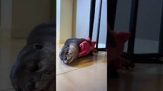 ぬいぐるみがぬいぐるみを抱っこしているかのようなカワウソ A stuffed animal is holding a stuffed animal. #Short