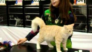 TICA CAT SHOW キャットショー （ノルウェージャン）：初めてのショーで審査員さんにゴロゴロ