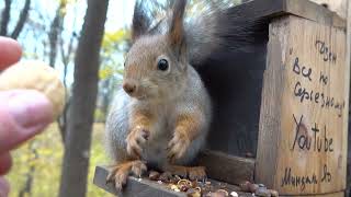 О ласковой белке / About the affectionate squirrel