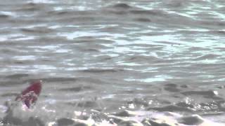 Child rescued from rip current and a majestic fedora