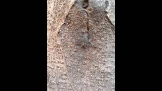 How to find Hersiliidae spiders - a little guide