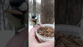 Синицы хотят червячков / Tits want worms
