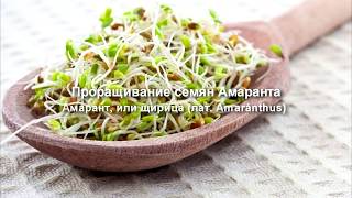 Проращивание. Амарант.