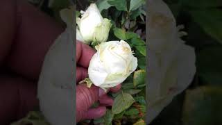 ჰოლანდიური ვარდის ნერგები holandiuri vardis nergebi 598892862