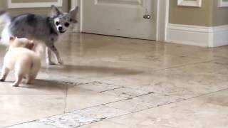 Adorable Teeny tiny chihuahua puppy comes when he's called then this happens..