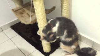 Arranhando Casa para gatos  São Pet 1852 - similar a São Bernardo