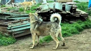 Aoriginal Caucasian Shepherd Karachay-Cherkessia. Owner R. Bairamukov-1