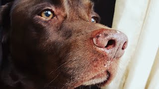 This senior dog is slowing down in his final years. So his family treats him like a star.
